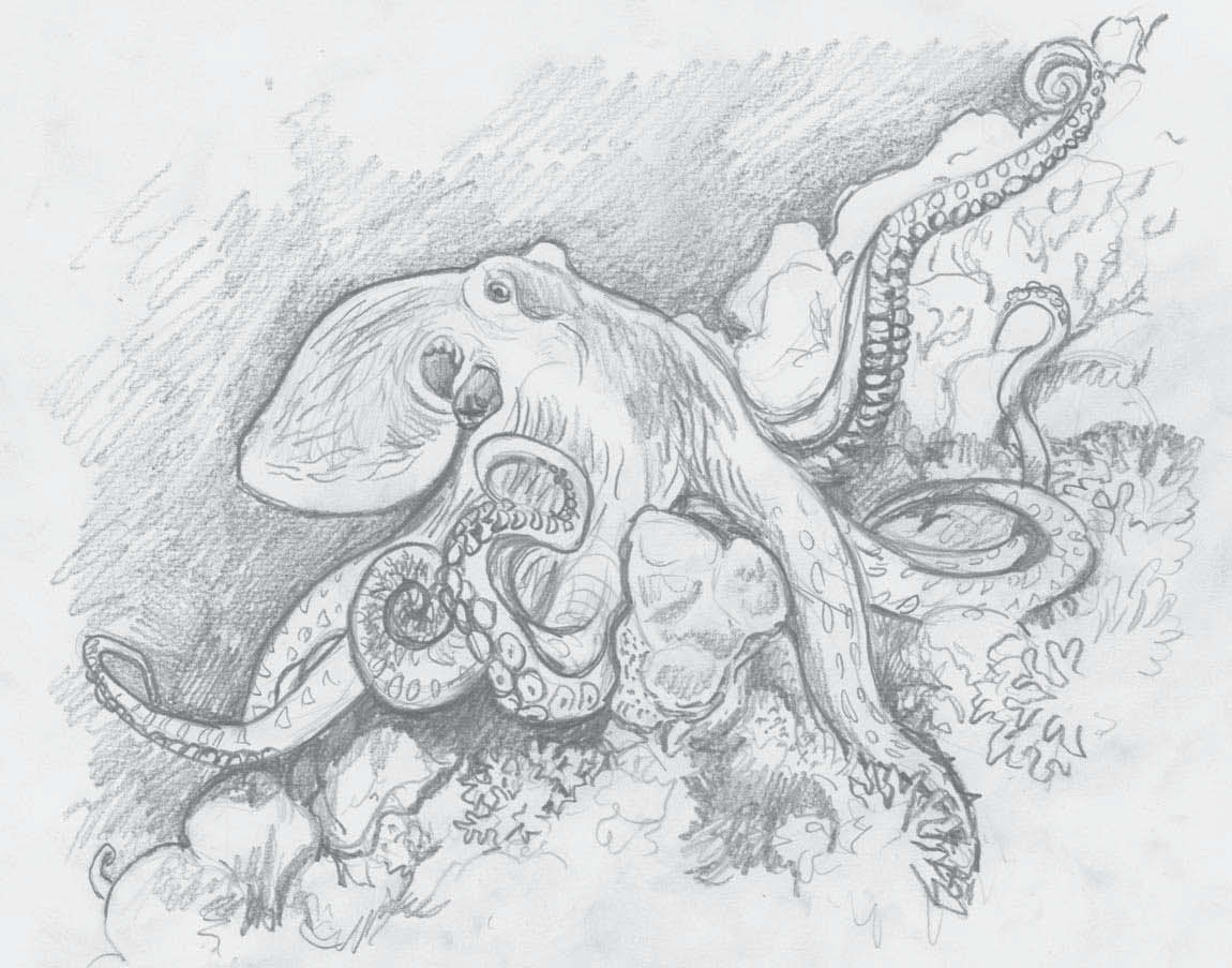 1150x903 Life Under The Sea Watercolor Octopus