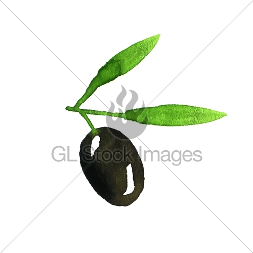 500x500 Olive Branch. Watercolor Gl Stock Images
