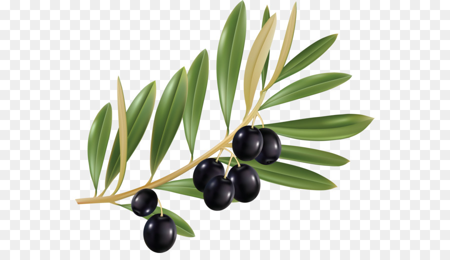 900x520 Olive Leaf Olive Branch