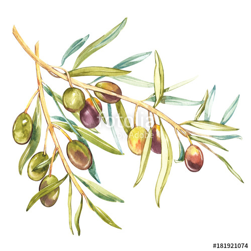 500x500 Watercolor Realistic Illustration Of Black And Green Olives Branch