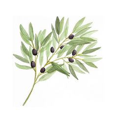 236x236 Olive Branches Greenery
