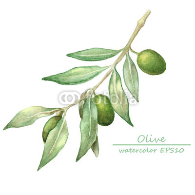 400x400 Watercolor Olive Branch Card. Buy Photos Ap Images Detailview