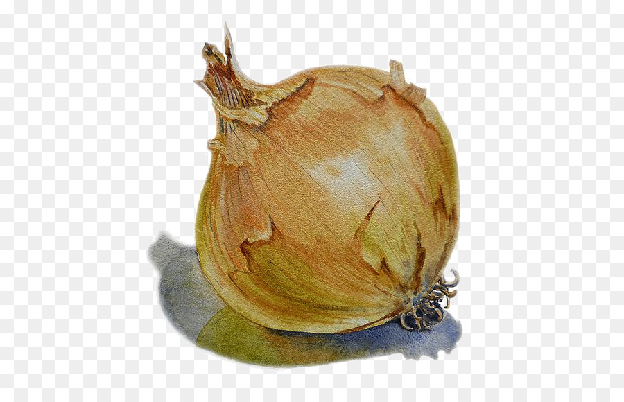 900x580 Onion Watercolor Painting Vegetable Drawing