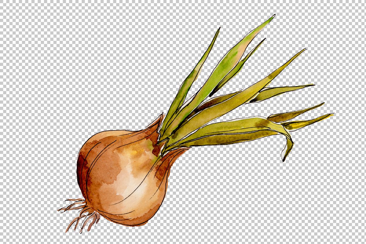 1200x800 Onion Vegetables Png Watercolor Set