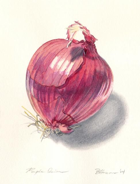 487x640 Purple Onion.....great Shading Watercolors Onions
