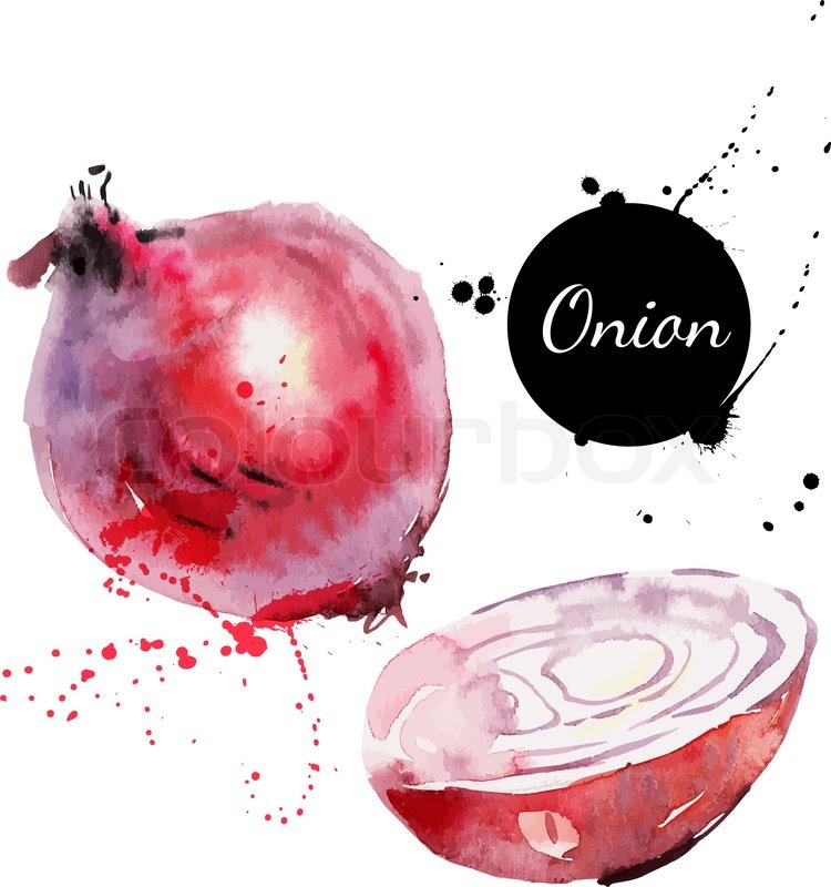 750x800 Red Onion. Hand Drawn Watercolor Painting On White Background