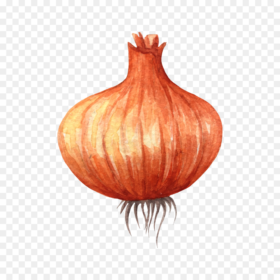 900x900 Vegetable Watercolor Painting Onion Clip Art