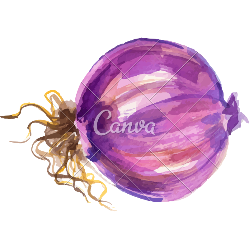 800x800 Watercolor Onion Design