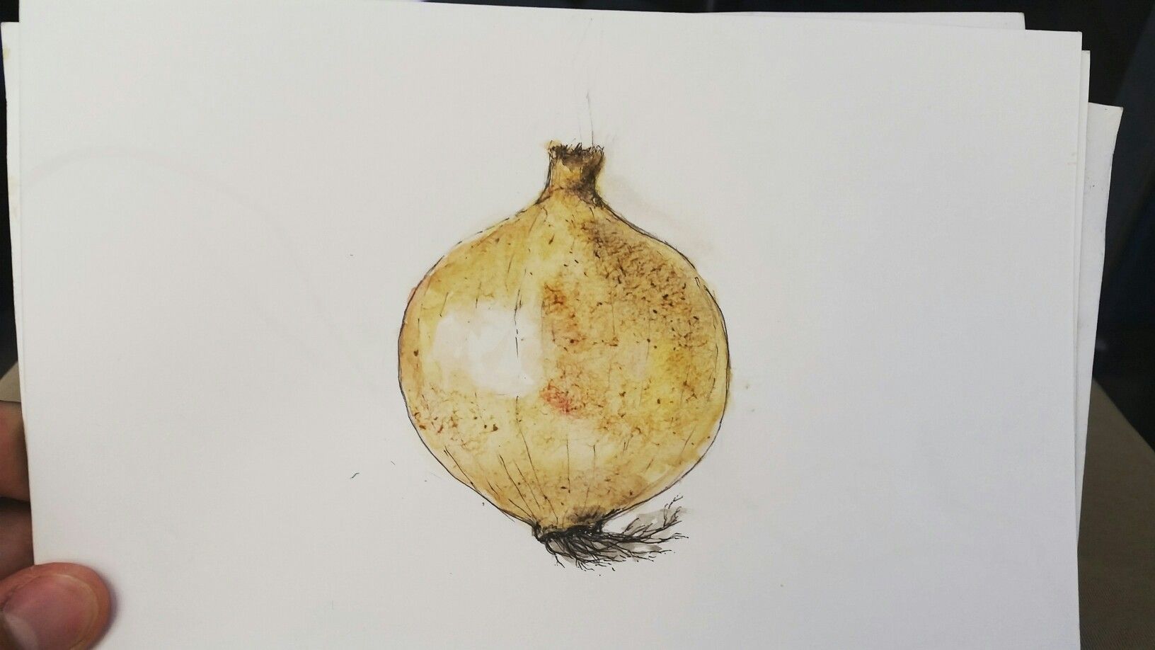 1632x918 Watercolor Onion Watercolors And Urban Sketches