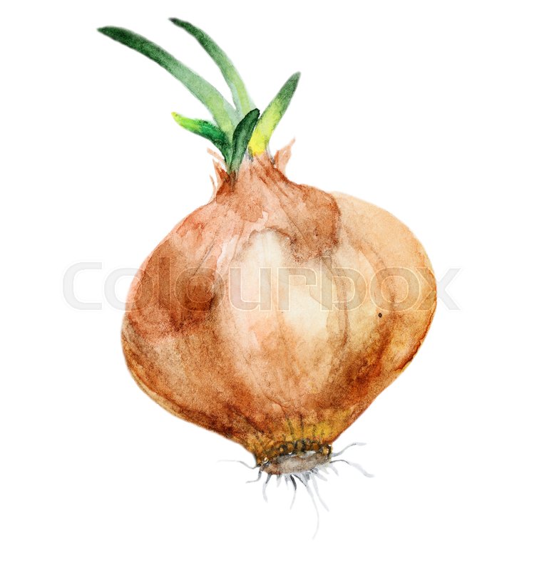 749x800 Watercolor Onion Isolated On White Background. Perfect For Design