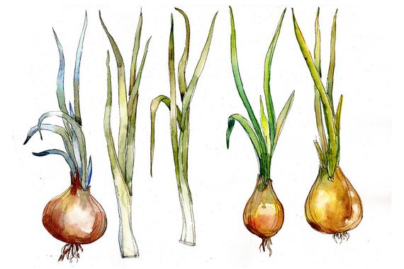570x380 Watercolor Onion Vegetables Png Set Etsy