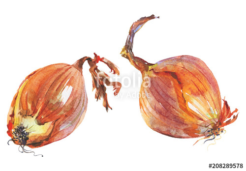 500x348 Watercolor Painting Onion On White Background. Hand Drawn