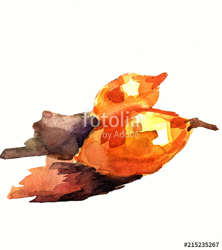 443x500 Watercolor Onion Stock Photo And Royalty Free Images On Fotolia