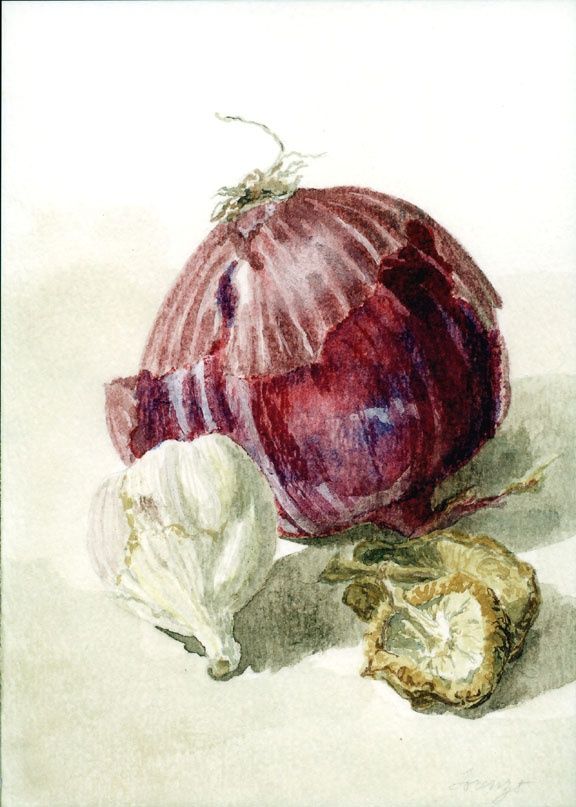 576x807 Watercolor Onions Medium Watercolor Paintings
