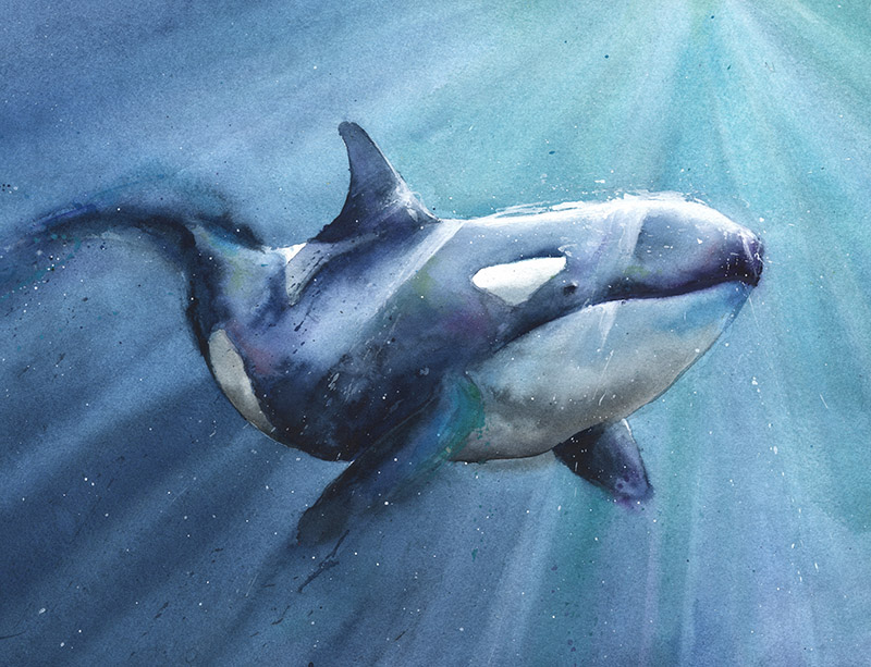 800x613 Orca Original Watercolor Painting Watercolor Animal Paintings