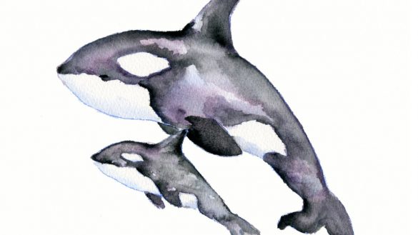 585x329 Excellent Design Ideas Orca Pictures To Print Painting Watercolor