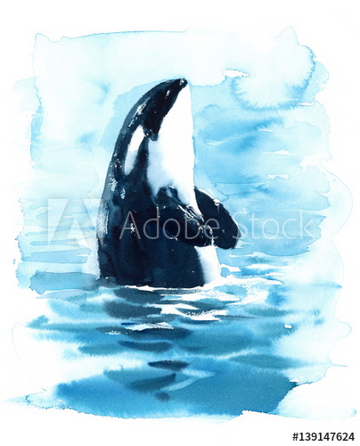 404x500 Watercolor Orca Hand Painted Killer Whale Illustration