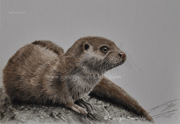 600x412 Watercolor Otter