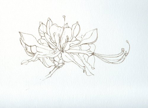 500x365 August 2005 Classroom The Brilliance Of Acrylic Inks. [Archive