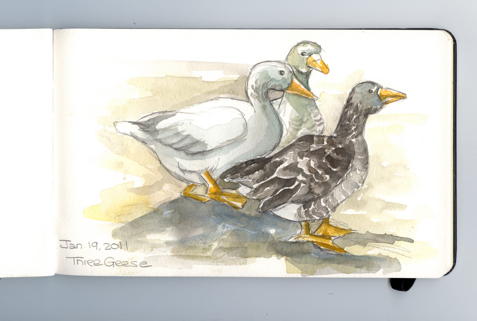 1600x1077 Peggy Turchette 365 Birds Day Eighteen Three Geese Watercolor