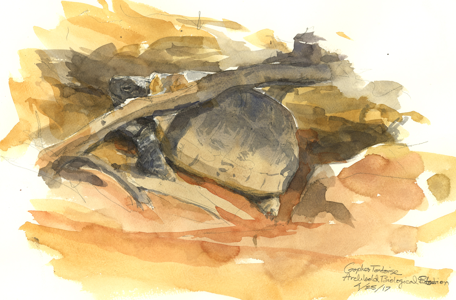 1495x985 Plein Air Watercolors Drawing The Motmot