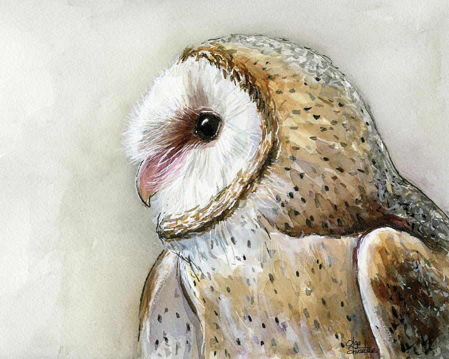 900x719 Barn Owl Watercolor Painting By Olga Shvartsur
