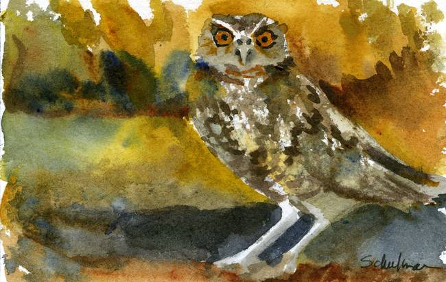 650x411 Hoot, Watercolor Owl Painting Art By Miriam Schulman