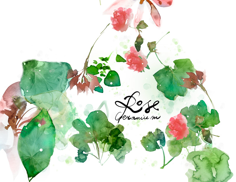 800x618 Marta Spendowska The Artist Behind The Limited Edition Rose