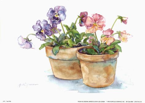 473x336 Impatiens Watercolor Circadianreflections Blog