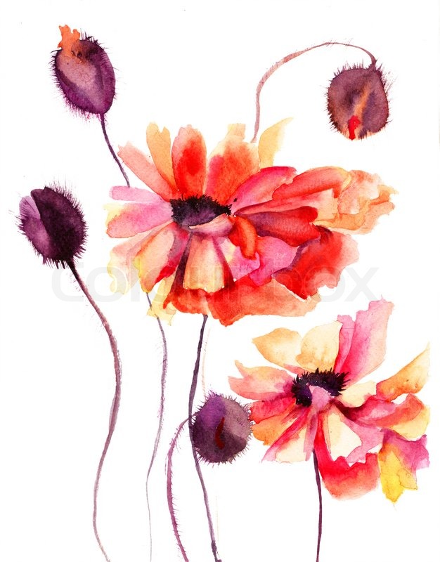 626x800 Beautiful Poppy Flowers, Watercolor Painting Stock Photo Colourbox