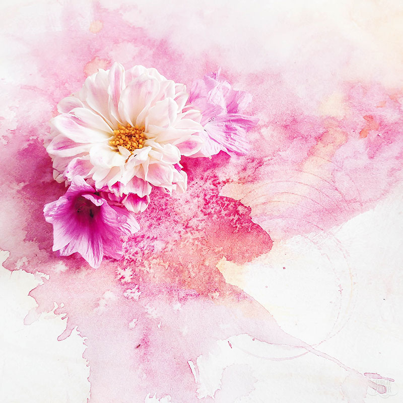 800x800 Watercolour Flower Painting That Oozes Dynamic Loveliness