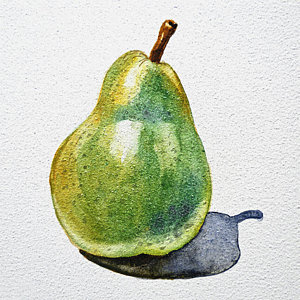 300x300 Watercolor Fruit Paintings Fine Art America