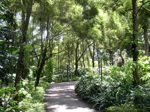 500x374 Famous Watercolor Paintings Marvin Chew Painting Trees And