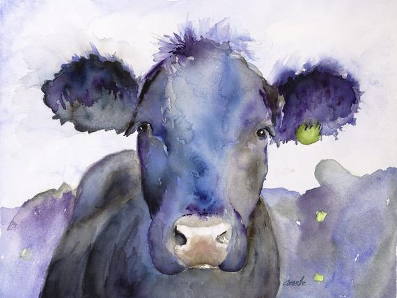 570x429 Black Angus Kitchen Art Cow Art Watercolor Animal Cow Etsy