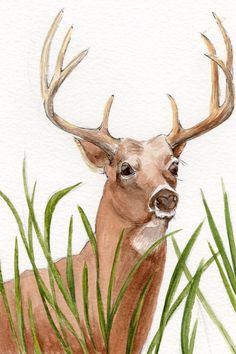 236x354 94 Best Deer Painting Projects Images Deer, Animal