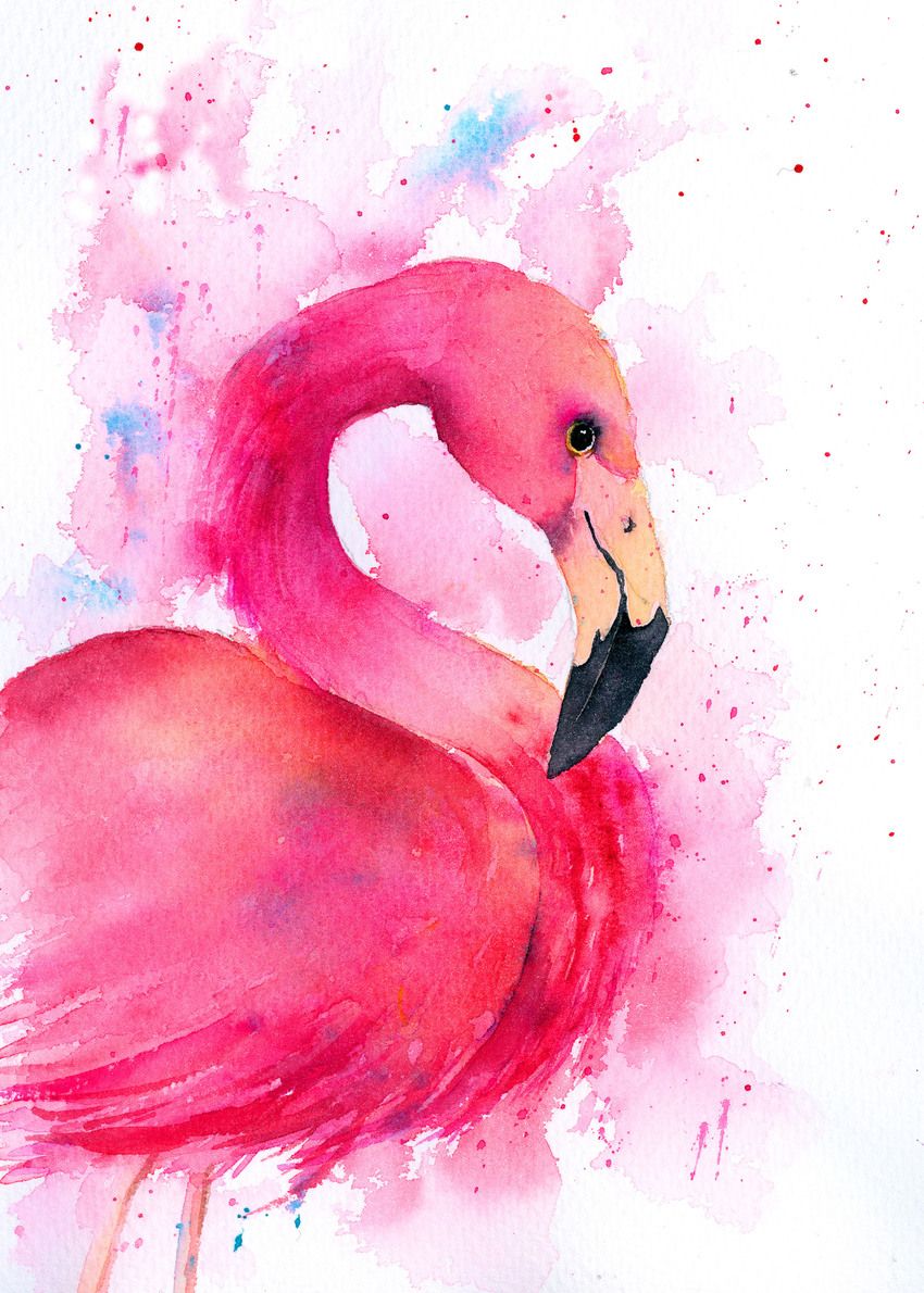 850x1190 Pin By Littlemisscolada On Flamingo Love Flamingo