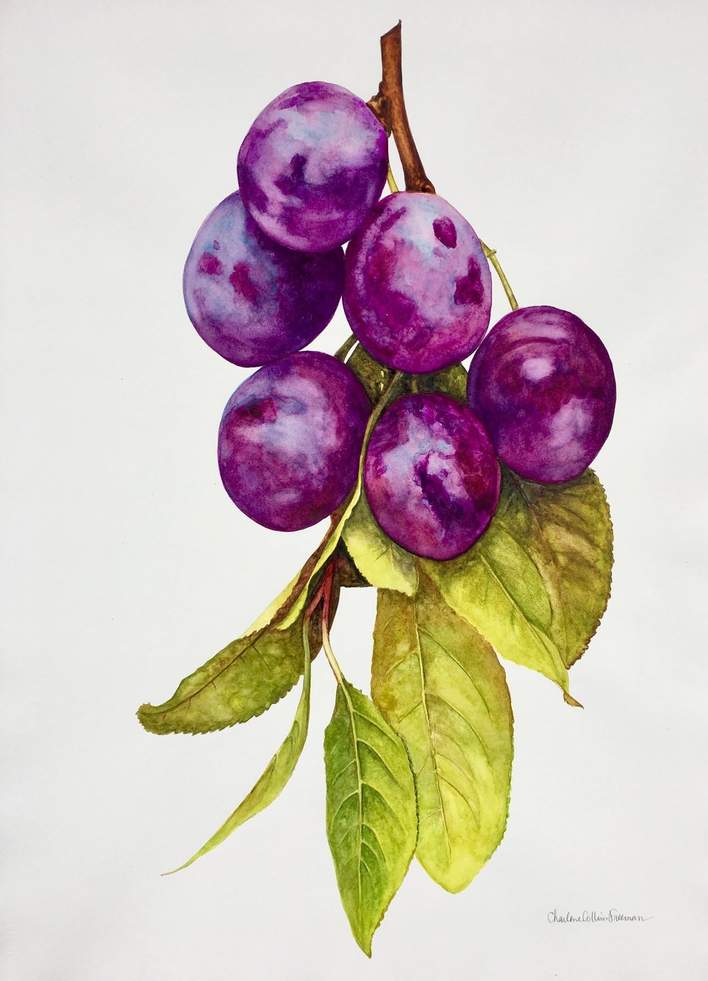 1000x1385 Painting Fruit Amp Vegetables In Watercolor Charlene Collins