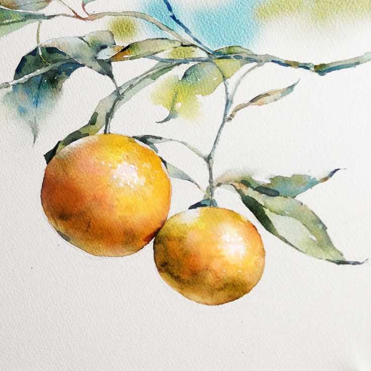 736x736 Pictures Watercolor Fruits And Vegetables,