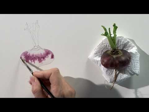 480x360 Watercolour Fruit Amp Vegetable Portraits Four