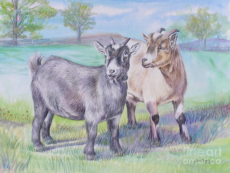 900x679 Pygmy Goats Painting By Gail Dolphin