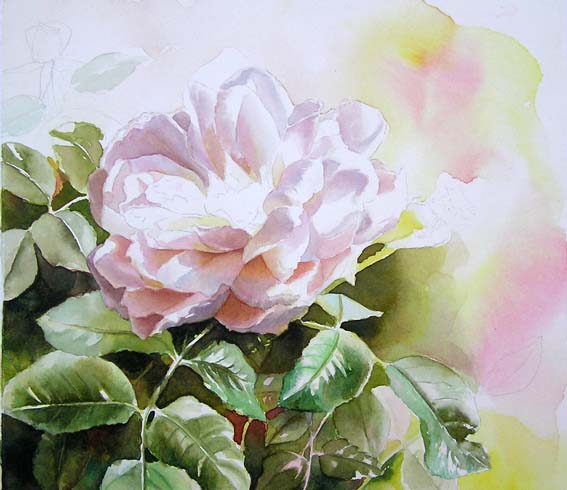 567x490 Lions Rose Wip 2