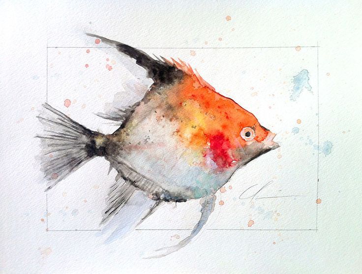 736x557 Image Result For Fish Watercolor Painting Sea Creaturesfish