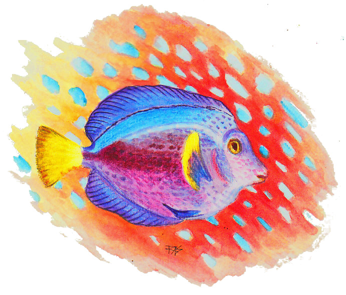 691x590 Tropical Fish Amp Mi In Derwent Wash Pencils