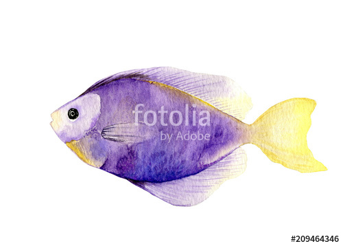 500x358 Tropical Fish On A White Background.watercolor Painting. Stock