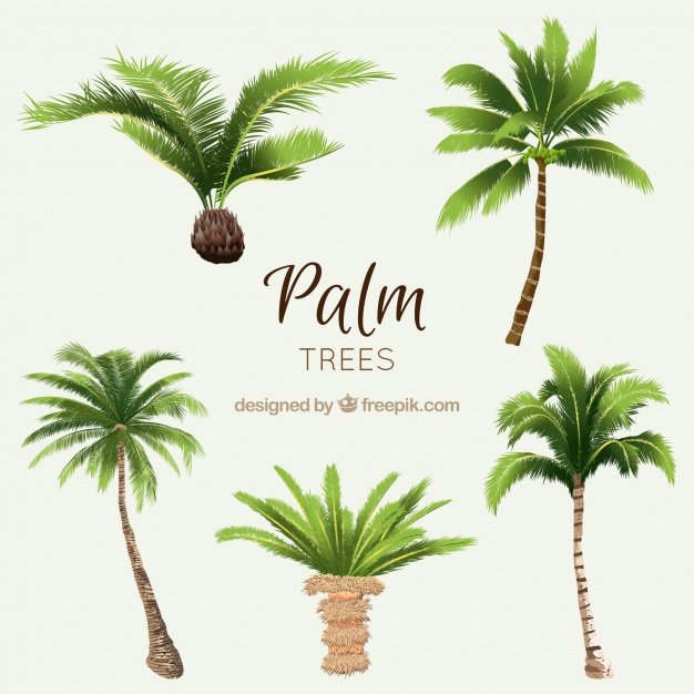 626x626 Pack Of Watercolor Palms Vector Free Download