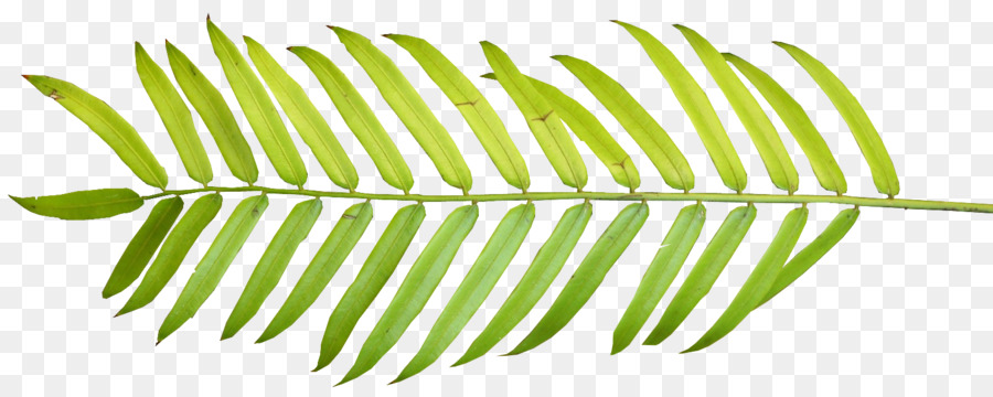 900x360 Palm Branch Palm Leaf Manuscript Arecaceae Clip Art
