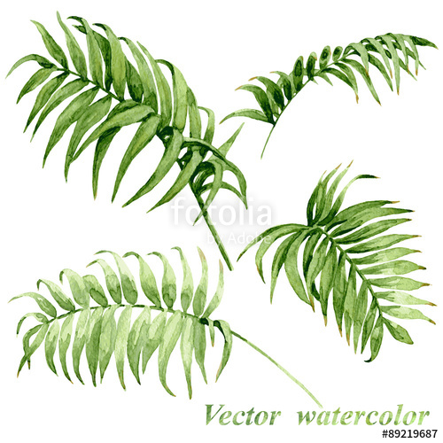 500x500 Watercolor Palm Leaves Isolated On White. Stock Image And Royalty