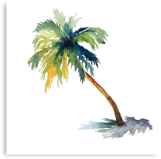 550x545 Watercolor Palm Tree Canvas Prints By Shannonfraney Redbubble