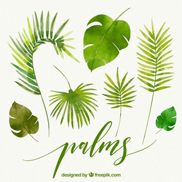 626x626 Leaves Of Watercolor Palms Vector Free Download