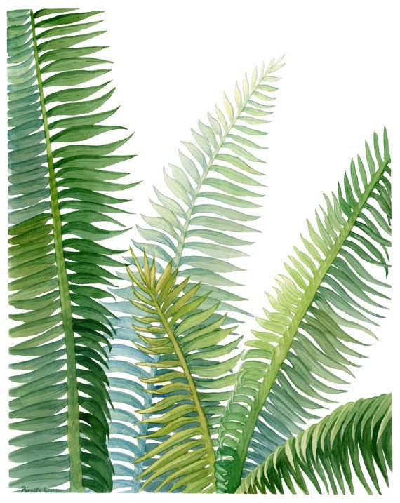 570x717 Palm Leaf Print